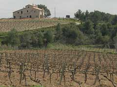 Spanish Cava Spanish Cava