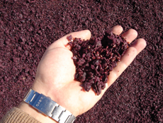 Wine production Spanish Wine - Wine production