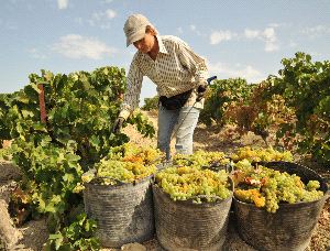 Spanish Wine - Wine Tours Jerez