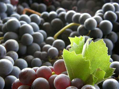 Spanish Wine - Grapes red