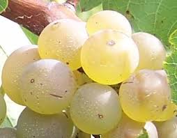 Spanish Wine - Grapes white