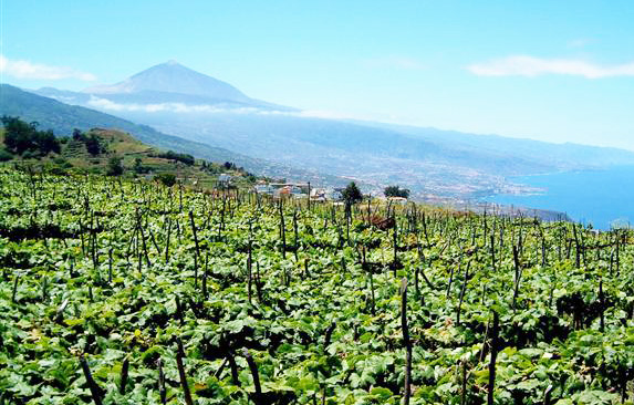 Spanish Wine - DO Tacoronte - Acentejo