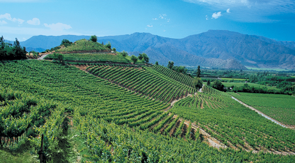 Chilean wine Spanish Wine - Chilean wine
