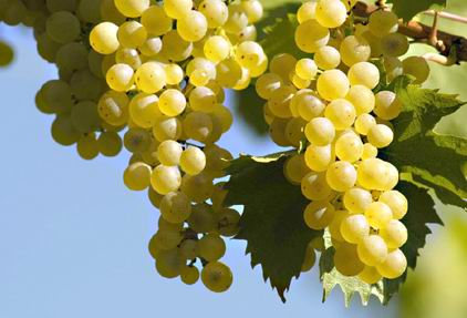 Wine Tours Penedés Spanish Wine - Wine Tours Penedés