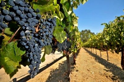 Spanish Wine - Wine Tours Priorat