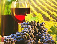Spanish Wine - Wine Tours Tacoronte Acentejo