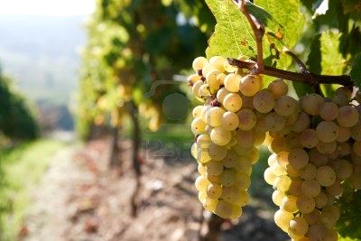 DO Penedés Spanish Wine - DO Penedés