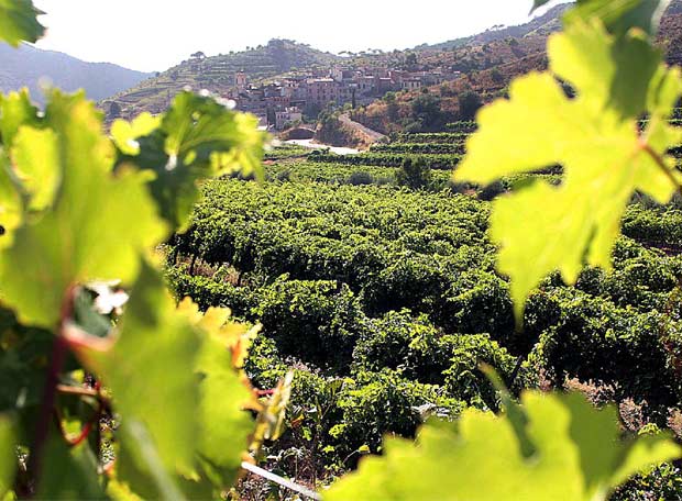 Spanish Wine - DO Priorat